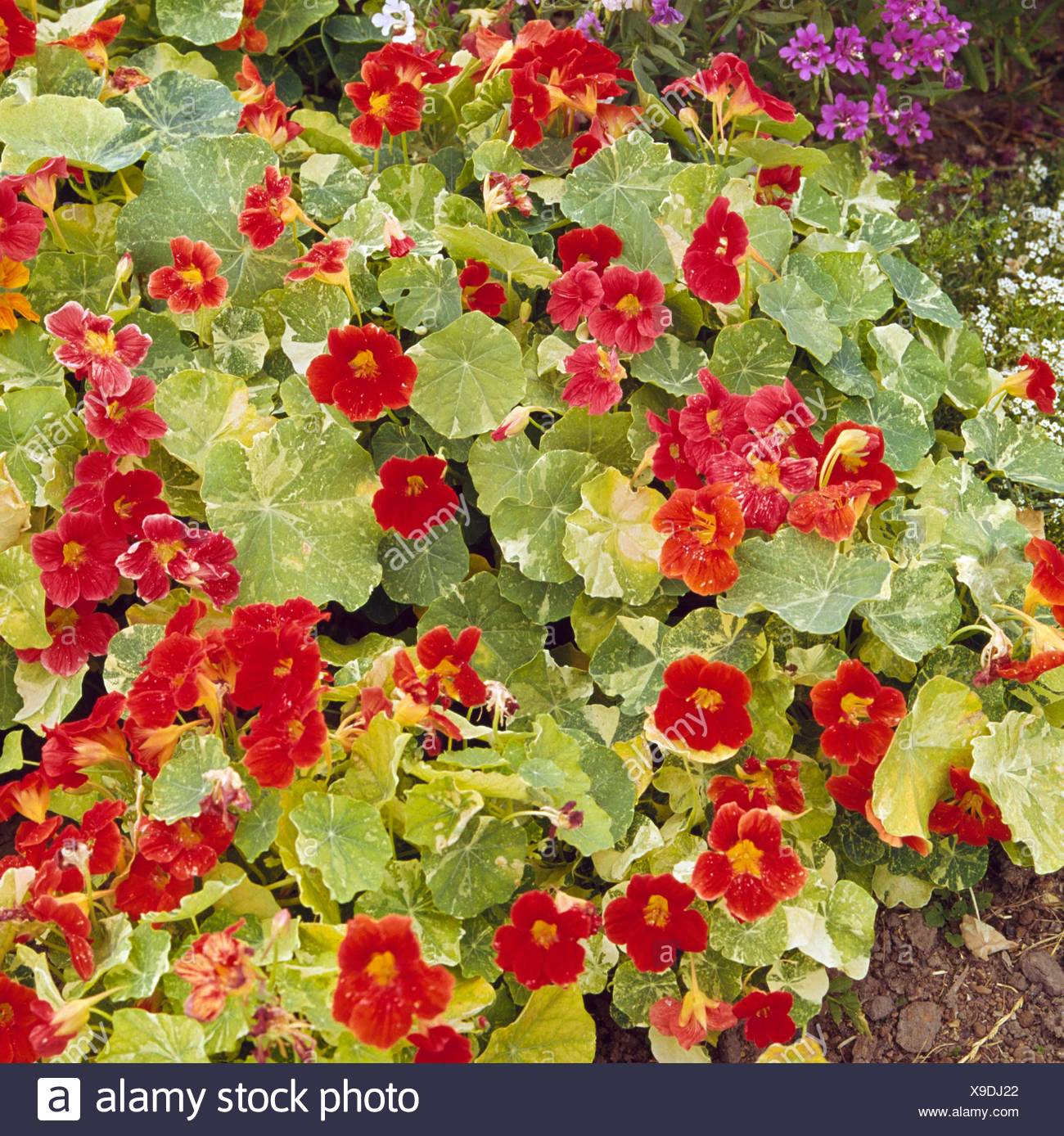 Nasturtium Alaska High Resolution Stock Photography and Images Alamy
